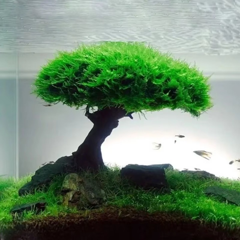 Planted Aquarium Without Fish - Decorazione per Acquario: Albero di Muschio,
