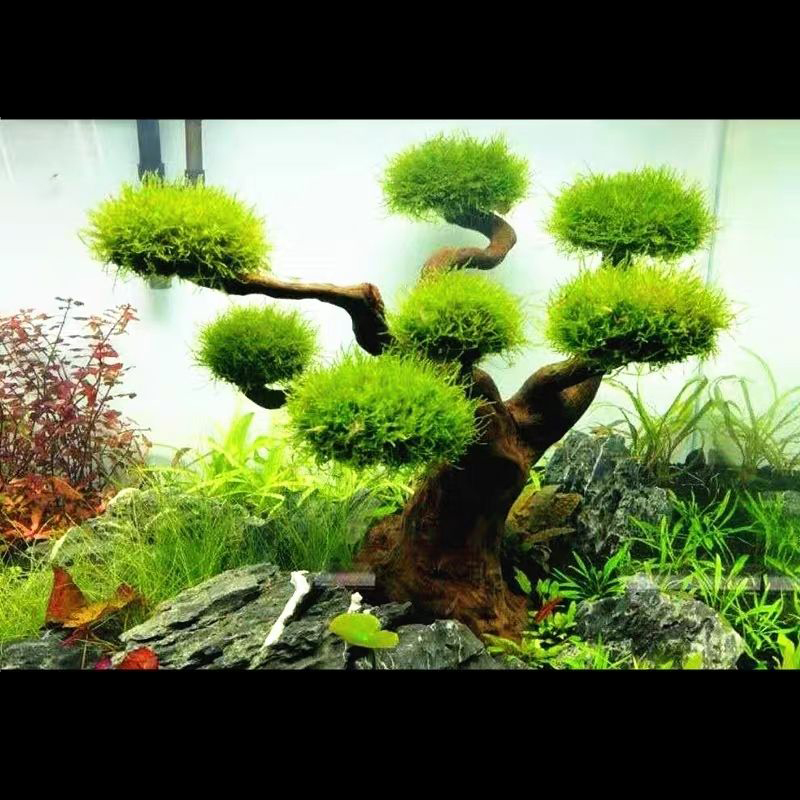 Aquarium Plant Root Tabs - Decorazione dell'acquario Muschio Driftwood Acquario Paesaggistica