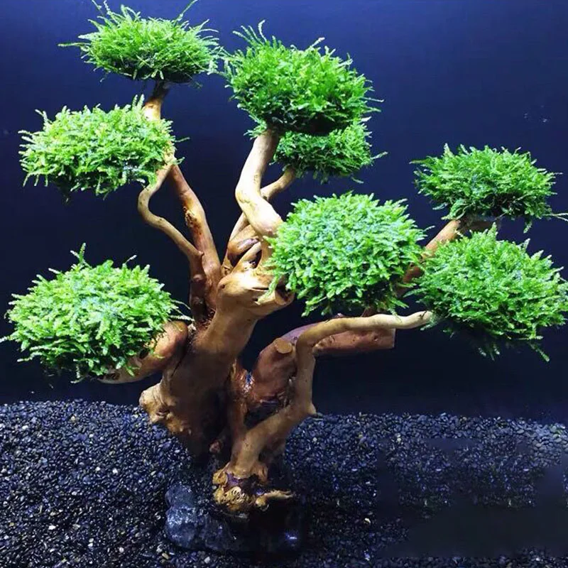 Decorazione per Acquario: Albe - Planted Aquarium Without Fish recensione e prezzo