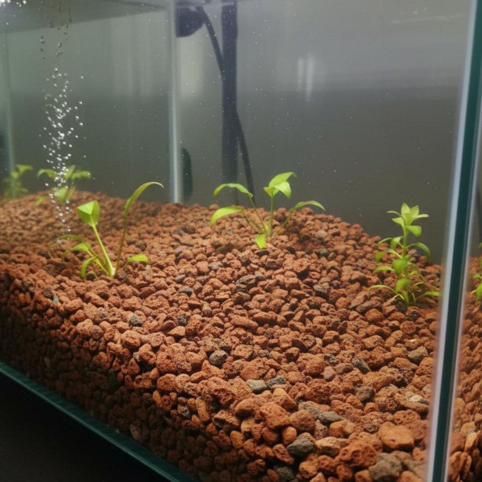 Pietra Lavica per Acquario, Pi - Planted Aquarium With Rocks recensione e prezzo