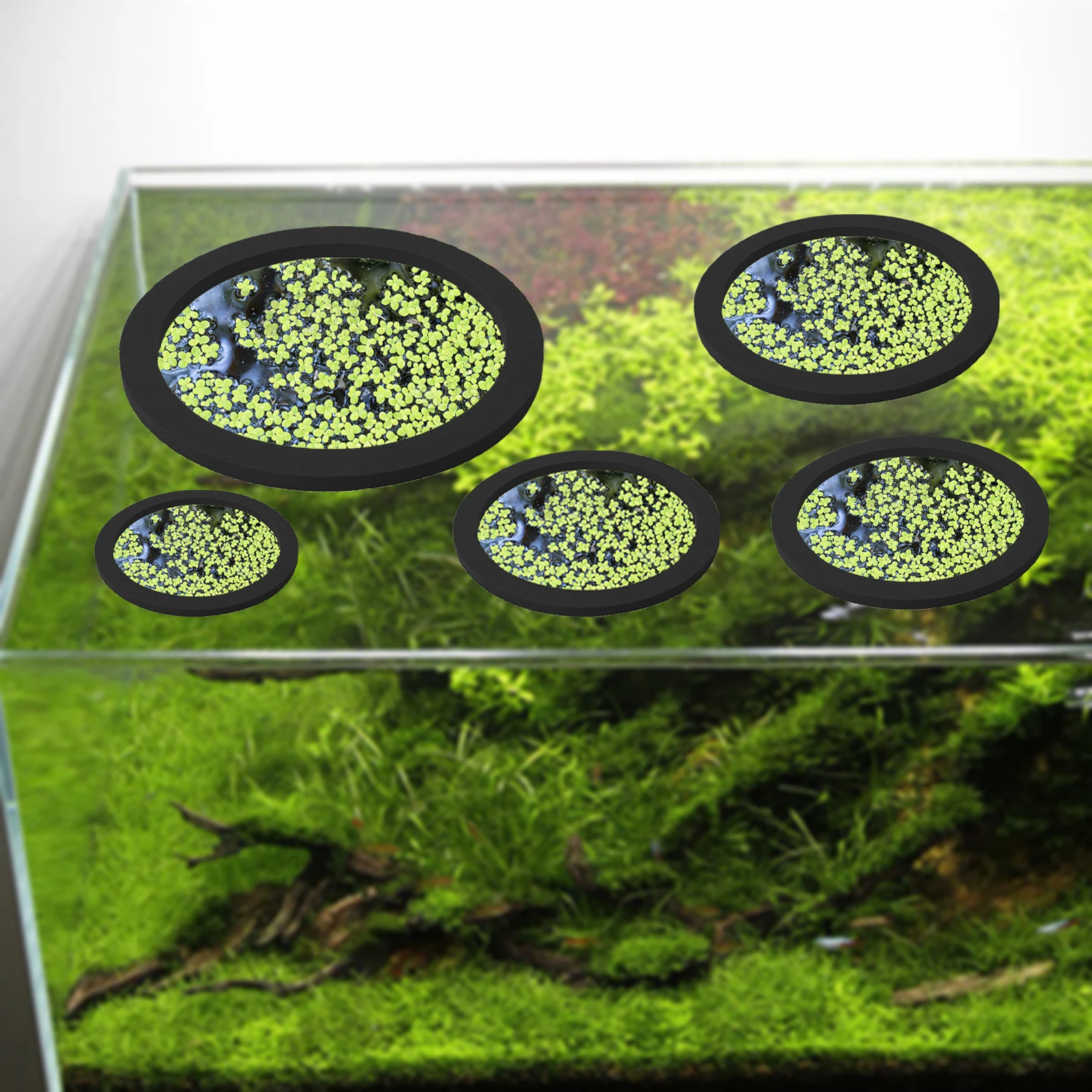 5 pz EVA Anello di Alimentazio - Planted Aquarium Supplies recensione e prezzo