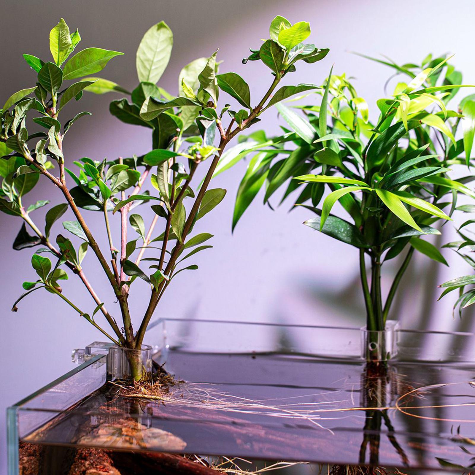 Set di 6 Supporti Trasparenti  - Planted Aquarium Supplies recensione e prezzo