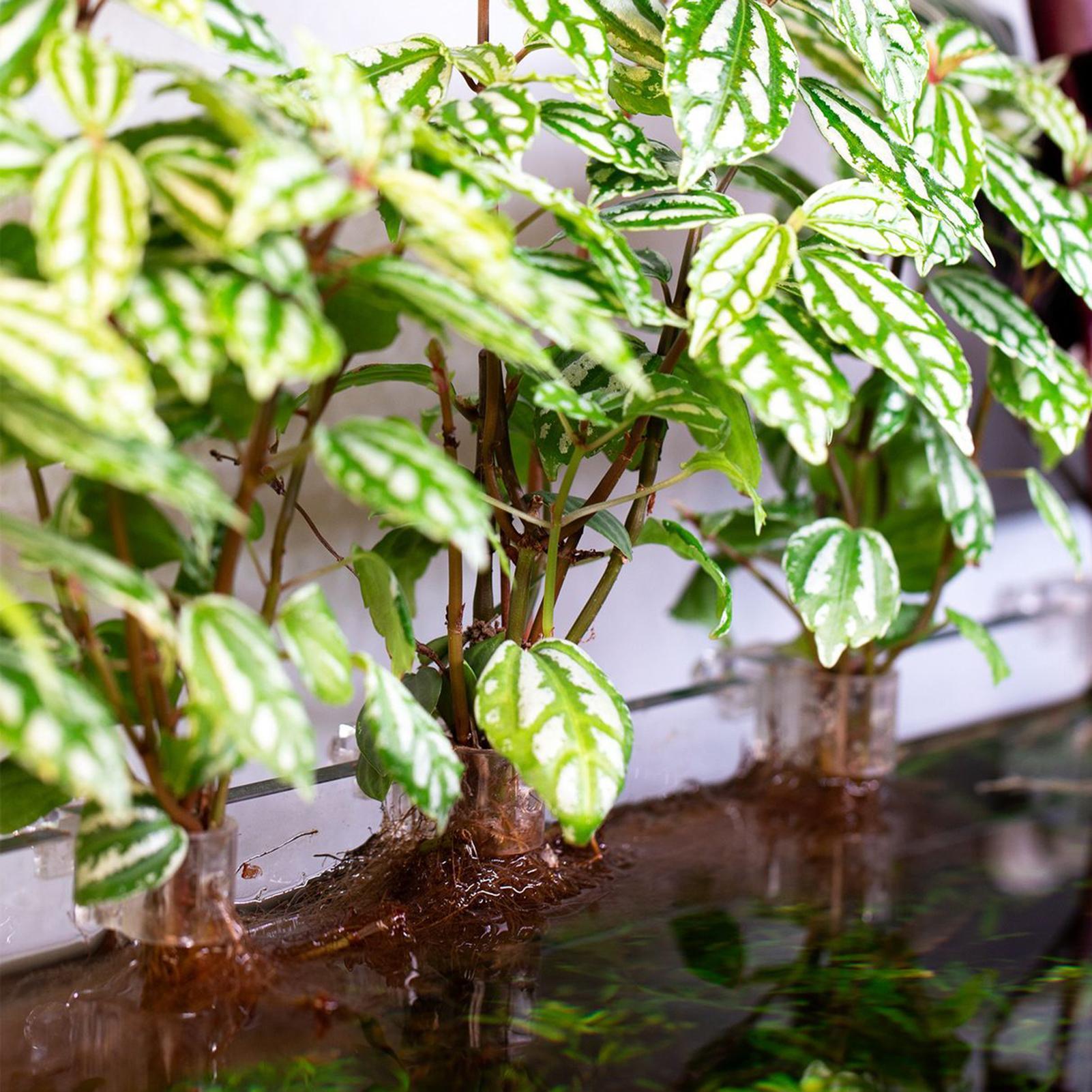 Set di 6 Supporti Trasparenti  - Planted Aquarium Supplies recensione e prezzo