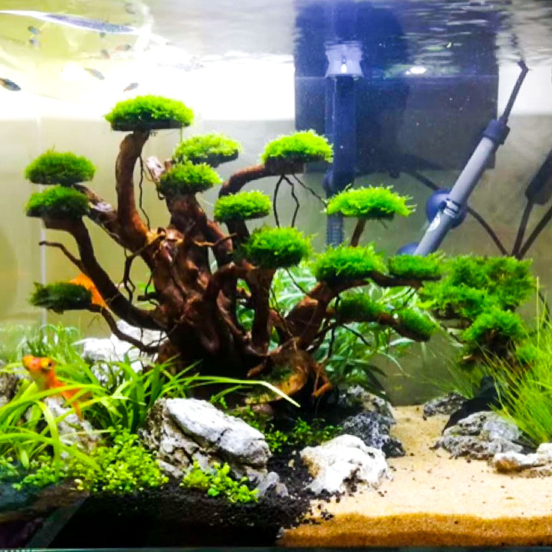 Decorazione per Acquario: Albe - Planted Aquarium Equipment recensione e prezzo