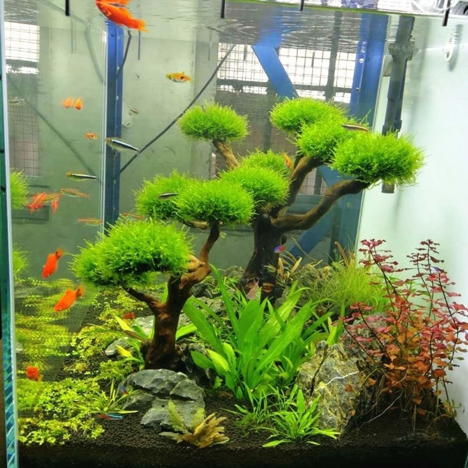 Decorazione dell'acquario Musc - Aquarium Plant Root Tabs recensione e prezzo